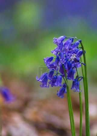 Photo for Fantastic bluebell flowers in the woods: macro photography with beautiful details - Royalty Free Image
