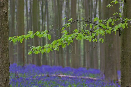 Foto de Hermoso paisaje en el bosque de campanas azules en Bélgica, con una rama de hojas verdes frescas de cerca - Imagen libre de derechos