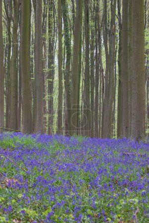 Téléchargez les photos : Paysage printanier avec une marée de fleurs violettes - en image libre de droit