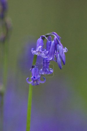 Photo for Magic bluebell flowers macro photography: sensual details over a blurred background - Royalty Free Image