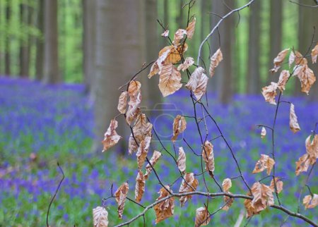 Photo for Charming dry leaves in the bluebell forest: brown over purple - Royalty Free Image
