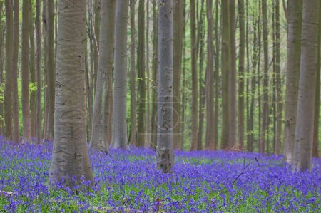 Photo for Impressive shot of a forest with blue and purple flowers on the ground: Hallerbos view in spring - Royalty Free Image