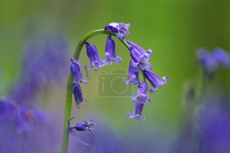 Foto de Amazingl flor púrpura macro fotografía - Imagen libre de derechos