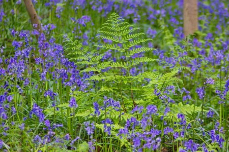 Téléchargez les photos : Belles fleurs de cloche bleue dans la forêt - en image libre de droit