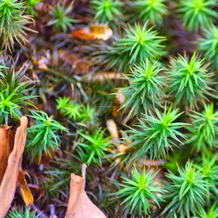 Photo for Haircap moss close up: inspiring wallpaper - Royalty Free Image