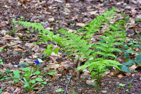 Photo for Fern plants in the woods, surrounded by brown leaves on the ground: spring scene - Royalty Free Image