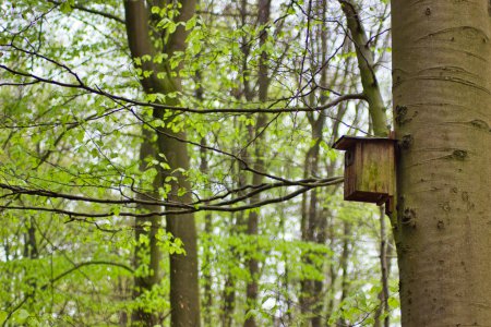 Téléchargez les photos : Nid d'oiseau en bois sur un arbre dans une forêt au printemps - en image libre de droit