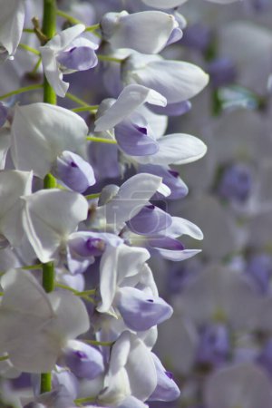 Photo for Beautiful blooming wisteria flowers in garden - Royalty Free Image