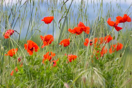 Photo for Charming red poppy flowers in a field during late spring - Royalty Free Image