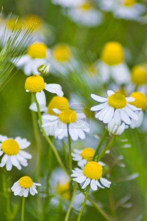 Foto de Hermosas flores de manzanilla blanca en el jardín de verano - Imagen libre de derechos