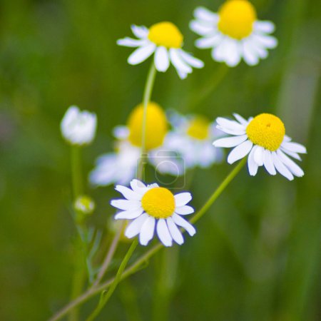 Foto de Hermosas flores de manzanilla blanca en el jardín de verano - Imagen libre de derechos