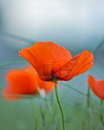 Foto de Preciosas flores de amapola roja en el campo: macrofotografía creando un maravilloso fondo de pantalla - Imagen libre de derechos