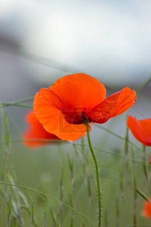 Téléchargez les photos : Fleurs de pavot rouge dans le champ, sur un beau fond de lumière douce - en image libre de droit
