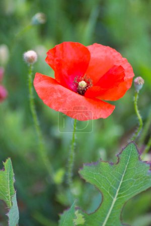 Foto de Flor de amapola roja preciosa aislada en el campo: de cerca - Imagen libre de derechos