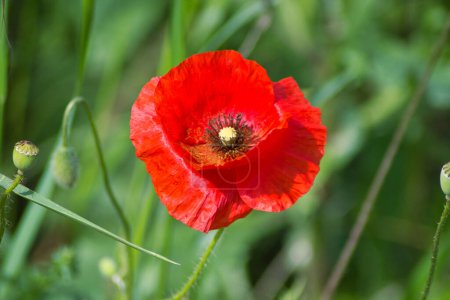 Téléchargez les photos : Belle fleur de pavot rouge sur le champ d'été - en image libre de droit