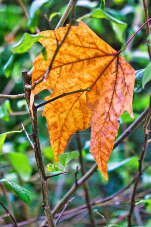 Foto de Hoja de otoño aislada en el jardín sobre un arbusto: macrofotografía - Imagen libre de derechos