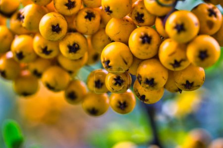 Téléchargez les photos : Gros plan des baies jaunes mûres fraîches sur une plante à l'automne - en image libre de droit