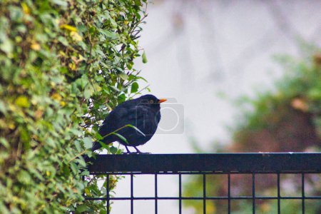 Téléchargez les photos : Oiseau noir dans un jardin à l'automne - en image libre de droit