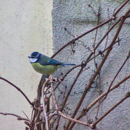 Foto de Linda inclinación azul sobre una planta de hiedra en el jardín: de cerca - Imagen libre de derechos
