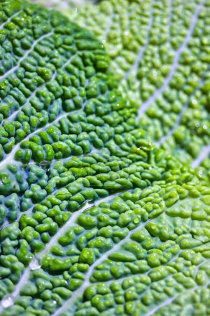 Photo for Macro photography of a green cabbage leaf creating a beautiful textured background - Royalty Free Image