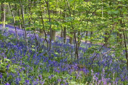 Foto de Marea verde y azul en el bosque: fondo de pantalla fresco y brillante - Imagen libre de derechos