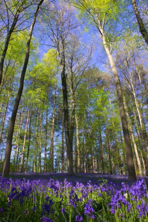 Photo for High trees and tree tops in the woods, over a purple carpet of wild flowers - Royalty Free Image