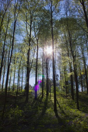 Téléchargez les photos : Belle vue sur la forêt. Soleil brille à travers les arbres - en image libre de droit