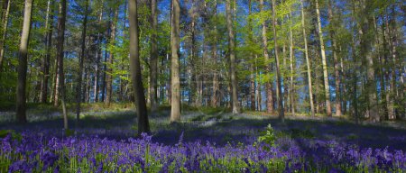 Téléchargez les photos : A tide of bluebell flowers blooming among trees in forest, between light and shadow - en image libre de droit