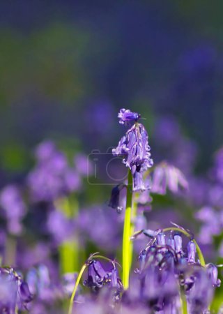 Foto de Macro de encantadoras flores de Bluebell floreciendo en lo profundo del bosque - Imagen libre de derechos