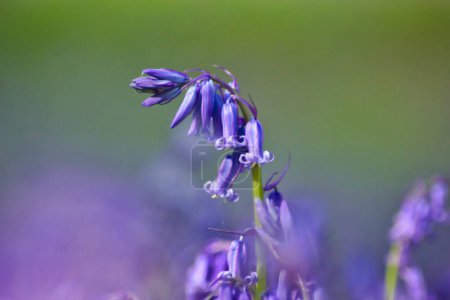 Téléchargez les photos : Charmant fond d'écran avec gros plan d'une branche de fleurs de cloche bleue et faible profondeur de champ en arrière-plan - en image libre de droit