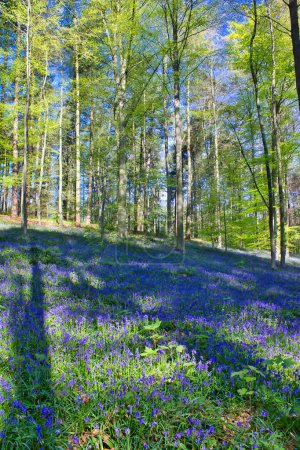Téléchargez les photos : Belles fleurs de cloche bleue fleurissant parmi les arbres dans la forêt - en image libre de droit