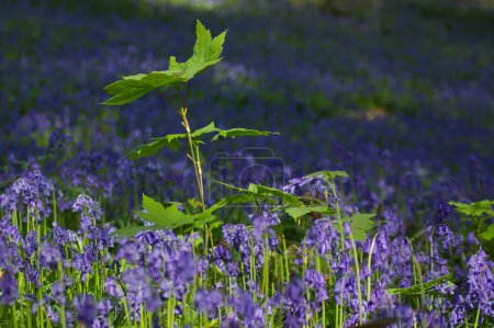 Foto de Vista de cerca de hermosas flores de Bluebell floreciendo en el prado - Imagen libre de derechos