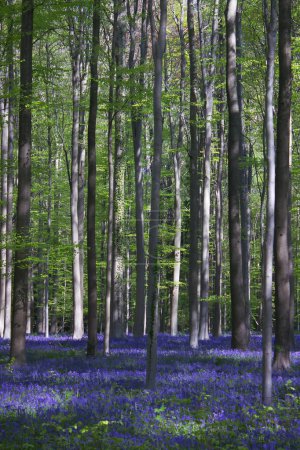 Photo for Beautiful bluebell flowers blooming among trees in forest - Royalty Free Image