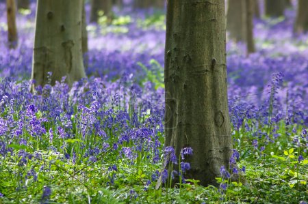 Photo for Sensual bluebell flowers blooming among the tree trunks in the forest - Royalty Free Image
