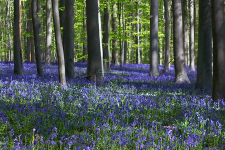 Photo for Beautiful bluebell flowers blooming among trees in forest - Royalty Free Image