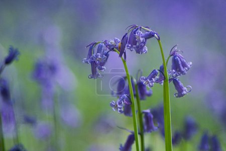 Téléchargez les photos : Vue rapprochée de belles fleurs de cloche bleue fleurissant sur la prairie : violet partout - en image libre de droit