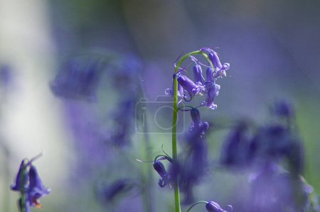 Photo for Magic close up view of beautiful bluebell flowers blooming in spring - Royalty Free Image