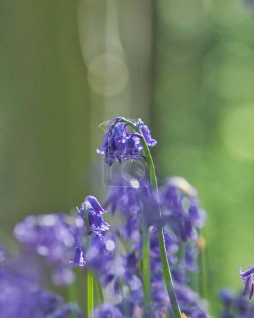 Photo for Fantastic bluebell macro photography with wonderful bokeh light effect in the background: perfect wallpaper - Royalty Free Image