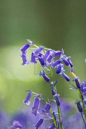 Téléchargez les photos : Macro photographie de belles fleurs de Bluebell par une matinée ensoleillée, créant un bel effet de lumière bokeh en arrière-plan - en image libre de droit