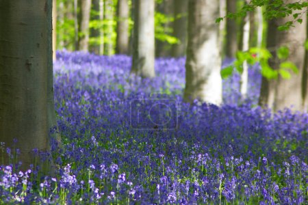 Photo for Trunks and bluebell flowers in the forest in spring - Royalty Free Image