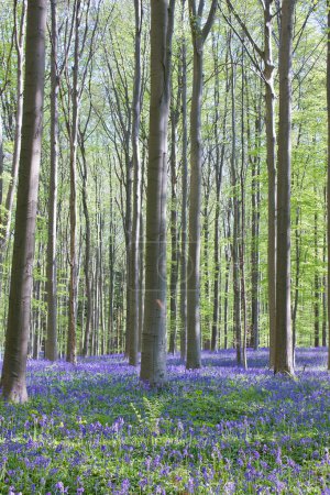 Photo for Spring forest with blooming bluebells flowers in the woods - Royalty Free Image