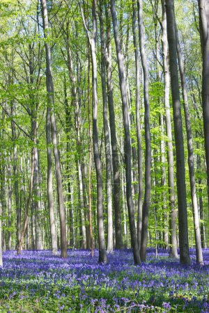 Photo for Spring forest with blooming bluebells and a beautiful light - Royalty Free Image
