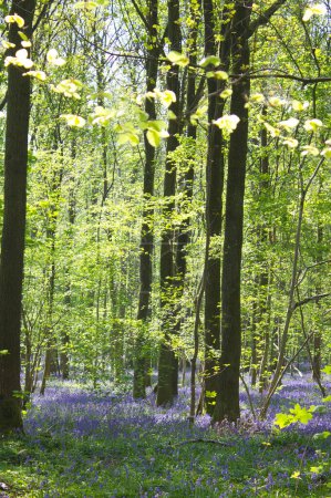 Téléchargez les photos : Forêt printanière avec fleurs de bluebells en fleurs dans les bois - en image libre de droit