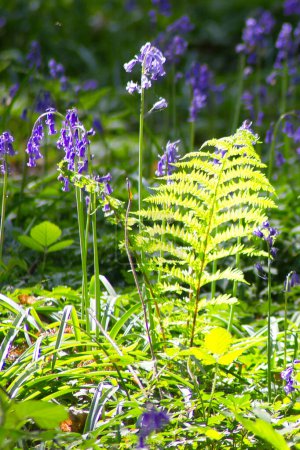 Photo for Green fern leaves with bluebells in the forest - Royalty Free Image