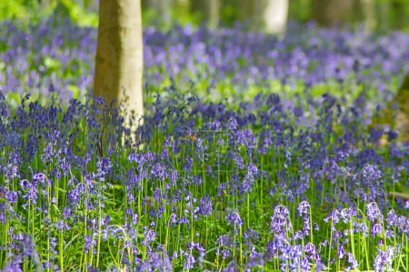 Photo for Wild purple bluebell flowers in the woods in Belgium: landscape with tree trunks - Royalty Free Image