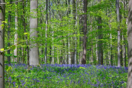 Téléchargez les photos : Forêt printanière avec fleurs de bluebells en fleurs dans les bois - en image libre de droit