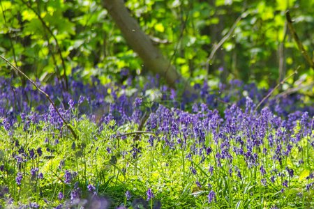 Photo for Bluebell flowers in the woods - Royalty Free Image