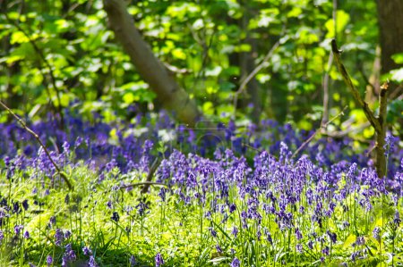 Photo for Spring forest with blooming bluebells flowers in the woods - Royalty Free Image