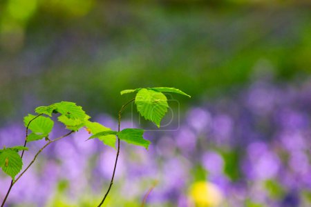 Téléchargez les photos : Macro photographie de feuilles vertes sur un fantastique effet bokeh violet causé par les fleurs de Bluebell - en image libre de droit
