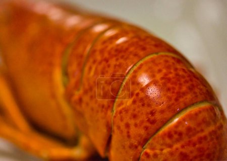 Téléchargez les photos : Détail homard sur fond blanc : macro de fruits de mer cuits - en image libre de droit